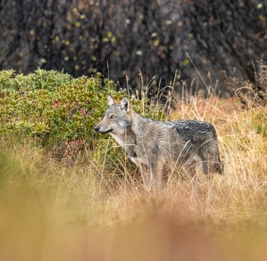 Le loup perd son statut d'espèce strictement protégé
