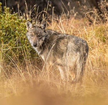 loup en france