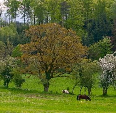 ponies grazing in a field with trees in the background