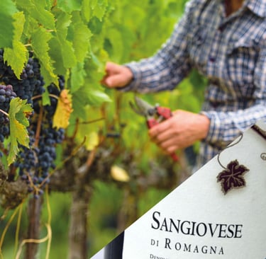 Sangiovese di Romagna, vino doc, vigneti entroterra, sangiovese doc.