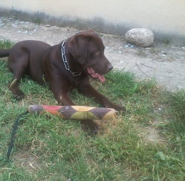 Guardería de día para perros