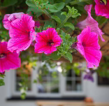 Pub garden photography