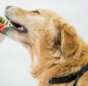 ernährungsberatung-für-hunde-soltau