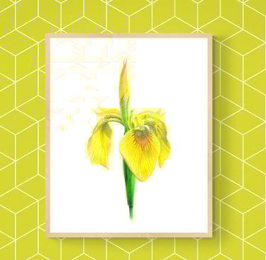 Yellow Iris print framed