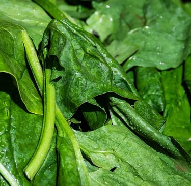 Feuilles d’épinards fraîches récoltées, encore couvertes de gouttes d’eau, cultivées en pot