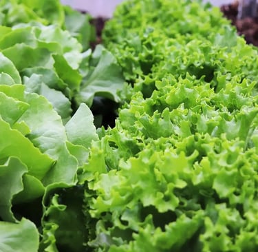 Feuilles de laitues pommées et frisées cultivées en pot sur un balcon
