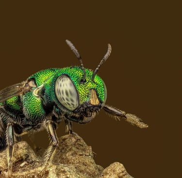 Macro Magic: How to Photograph Insects and Flowers in Stunning Sharp Detail