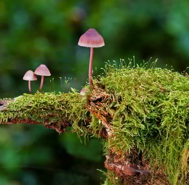 The Hidden Architects of Life: Understanding the Vital Role of Fungi in Earth’s Life Cycle