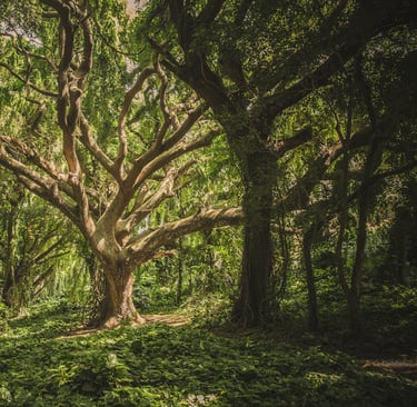 The Secret Life of Trees: How Forests Communicate Beneath the Soil
