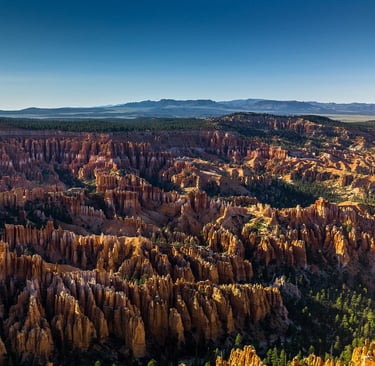 Rewilding the Earth: How Rewilding Projects Are Restoring Nature’s Balance and Healing the Planet