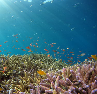 Coral Reefs: The Earth’s Immune System and Why Their Survival Matters