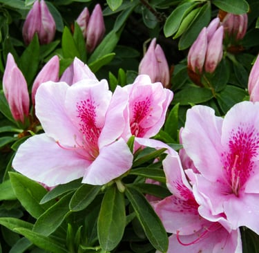 pink-red blooms blooming on a small Azalea bush