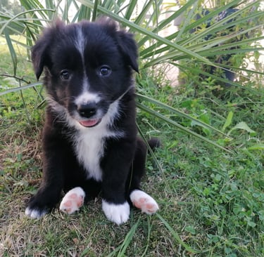 chiot border collie assis dans l'herbe