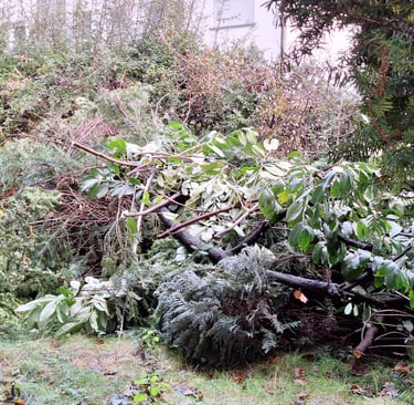 multiple already trimed shrub branches