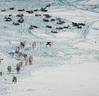 Survival of the Smartest: How Animals Are Adapting to Climate Change in Extraordinary Ways