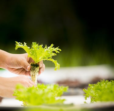 aditivos,alimentos,aditivos quimicos,nutrición animal, futuro sostenible.