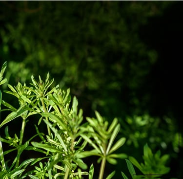 cleavers leaves
