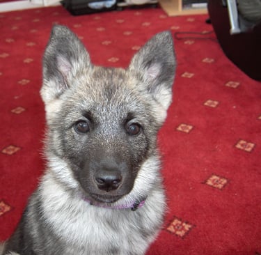 home dog boarding in Wakefield