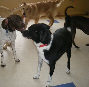 Dogs playing indoors at dog day care