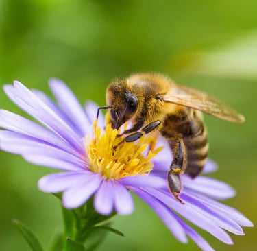 Abeille