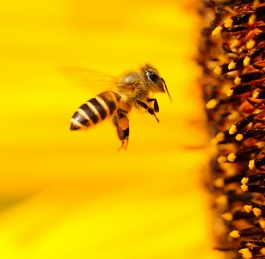 Buzzing Beneath the Surface: Why Bees Are the Unsung Heroes of Global Agriculture