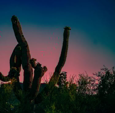 Desert Bloom: The Incredible Ways Plants Survive and Thrive in Harsh Environments