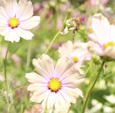 Cosmea zachte kleuren
