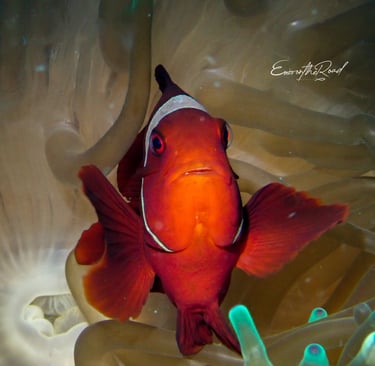 Clown fish in anenome at Gili Trawangan scuba dive