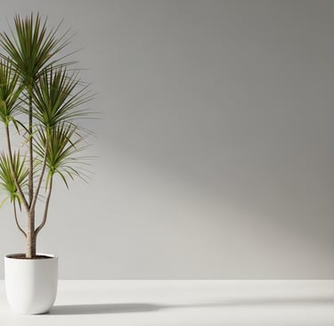 Una planta alta de Drácena marginata con sus troncos delgados y hojas finas con bordes rojizos