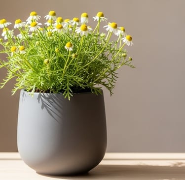 Planta de camomila com flores brancas e vaso decorativo, ideal para cultivo de chá em apartamento