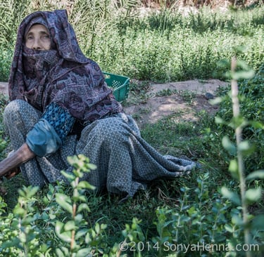 henna lady harvesting