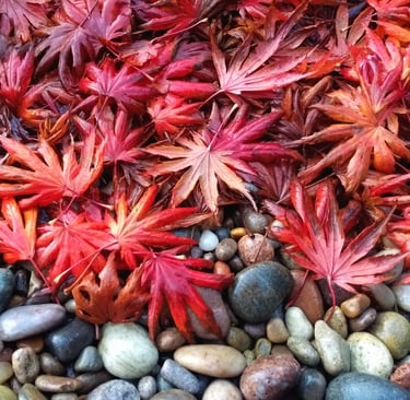 'Leaf Fall' original photograph by Mark D. Exon