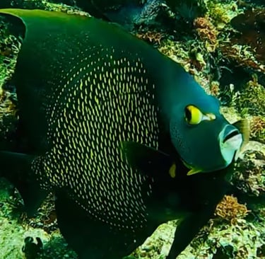 a fish with a fish in the water