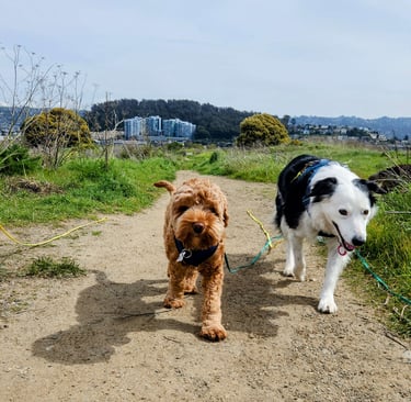 Three dogs are walking towards the camera on a wide hiking trail