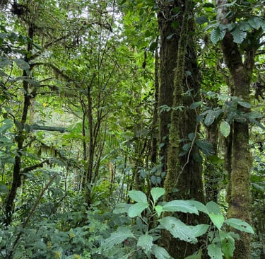 Rio Celeste Apartments for rent