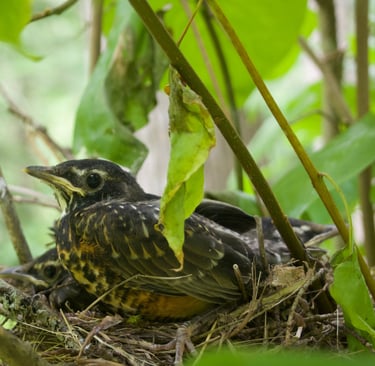 three robin fledglings in a nest in a tree