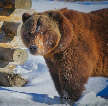 A large brown grizzly bear with snow on its face standing by a log cabin in a snowy landscape.