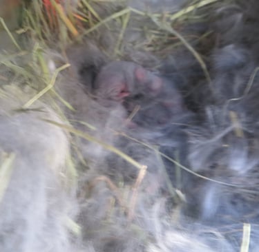 Baby bunnies.