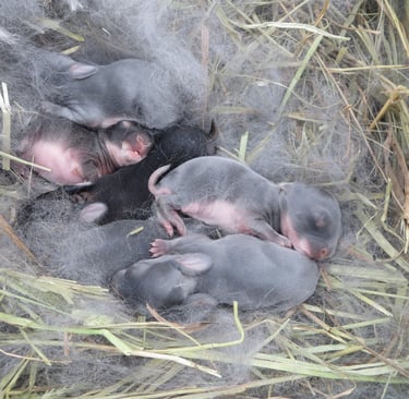 Baby bunnies.