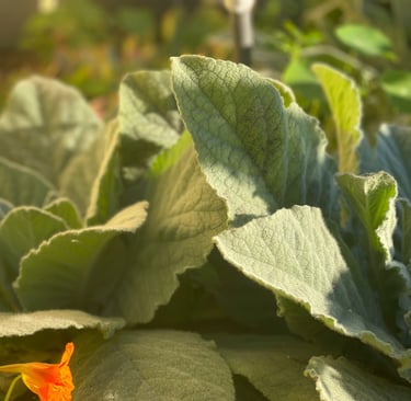 Close up of Mullein Herb in a Garden