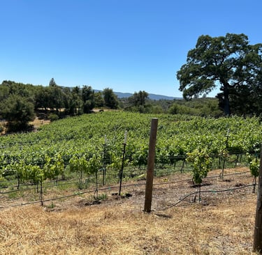 Rows of grape vines are surrounded by oak trees
