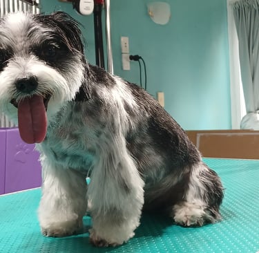 a dog sitting on a table with a happy trimmed face