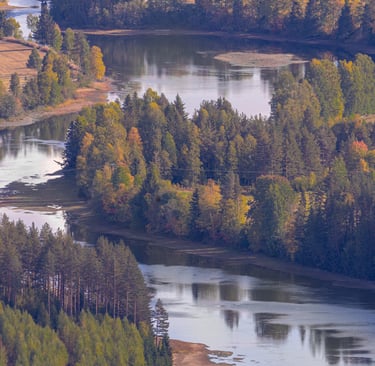 A curving river with pine trees lining the banks