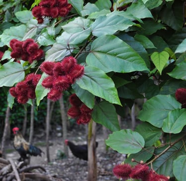 achiote