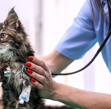 Kreloses: Is This the Top Vet Software in Malaysia?