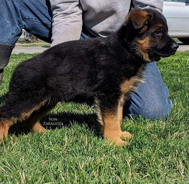 a man kneeling down to pet a puppy (von zaragoza)