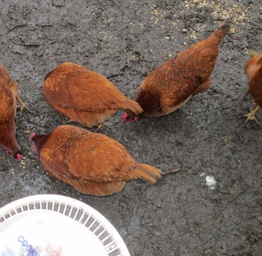 chickens in the muddy run