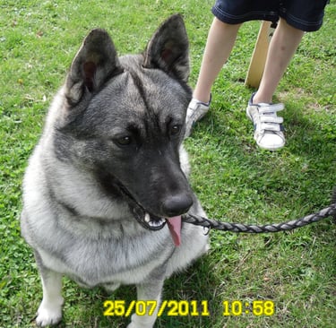 Norwegian Elkhound