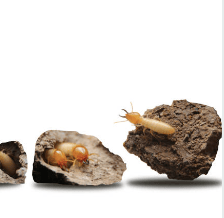 termites