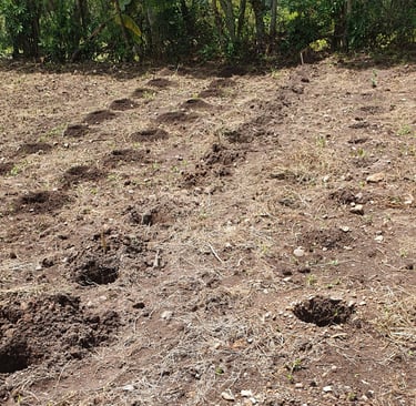 Huecos para siembra de café